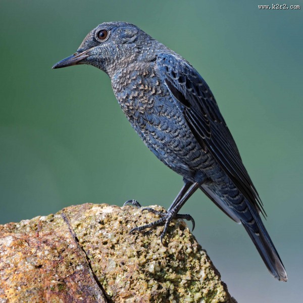 可爱蓝矶鸫图片大全