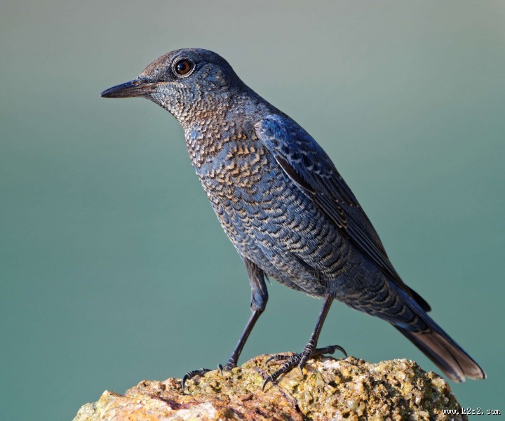 可爱蓝矶鸫图片大全