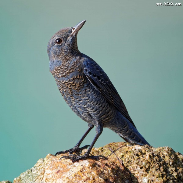 可爱蓝矶鸫图片大全