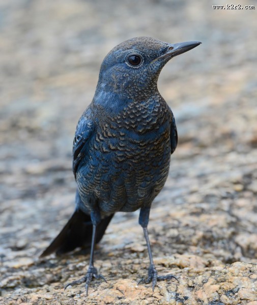 可爱蓝矶鸫图片大全
