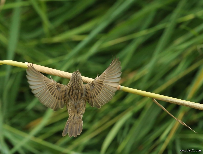 行踪神秘的小蝗莺图片