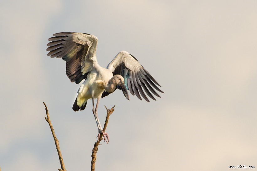 鹳科动物之钳嘴鹳图片