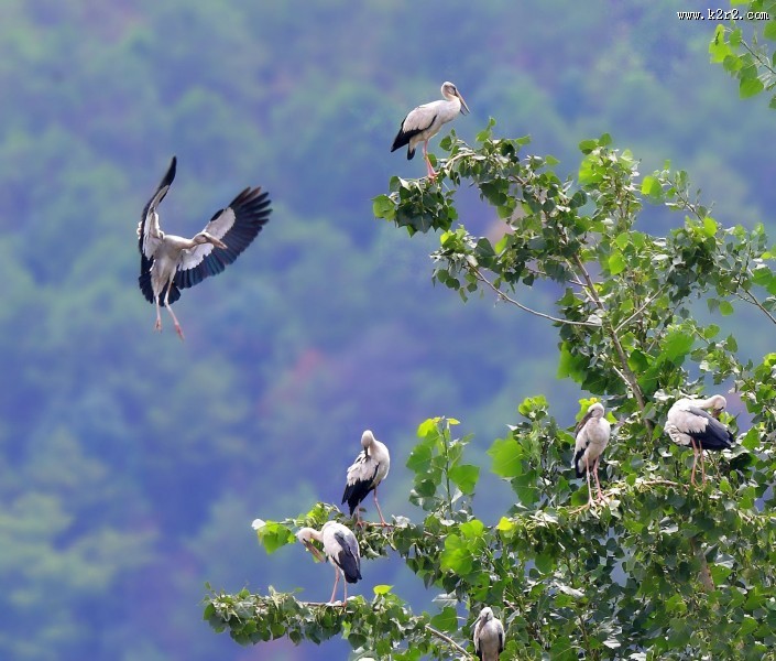 鹳科动物之钳嘴鹳图片