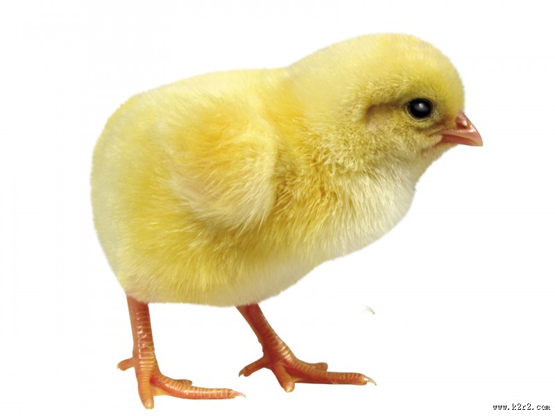 超萌可爱的小鸡图片