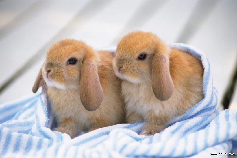 软萌可爱的小兔子图片大全