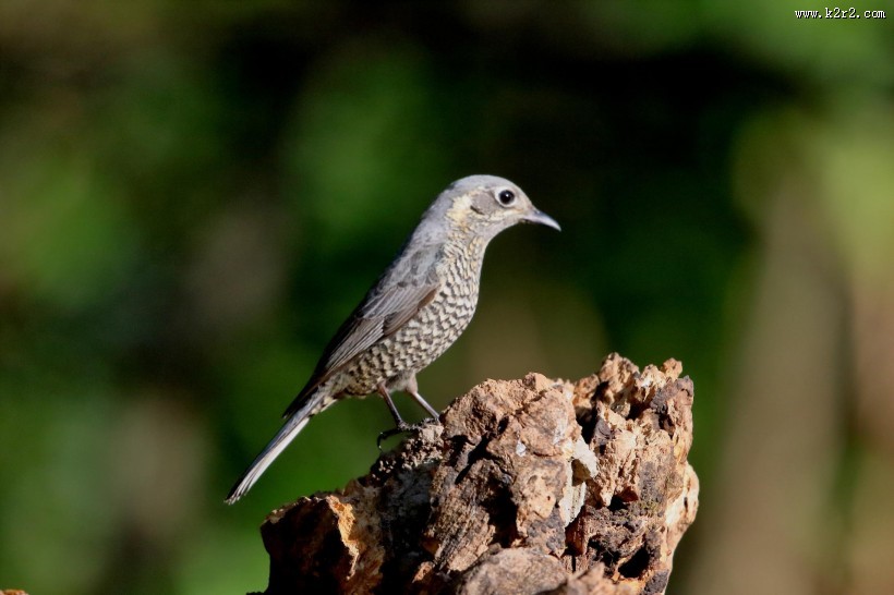 栗腹矶鸫雌鸟图片