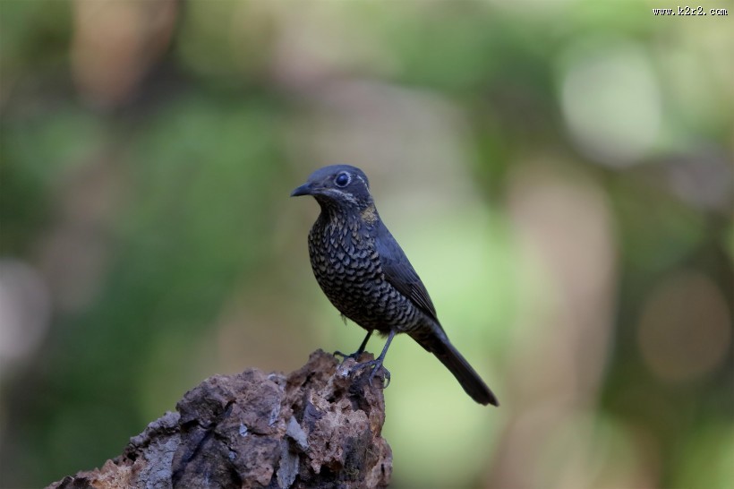 栗腹矶鸫雌鸟图片