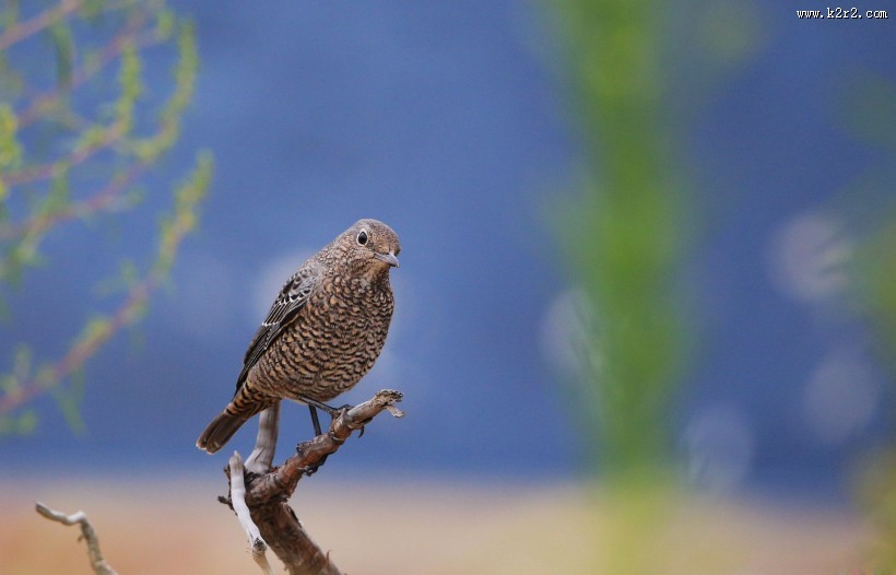 栗腹矶鸫雌鸟图片大全