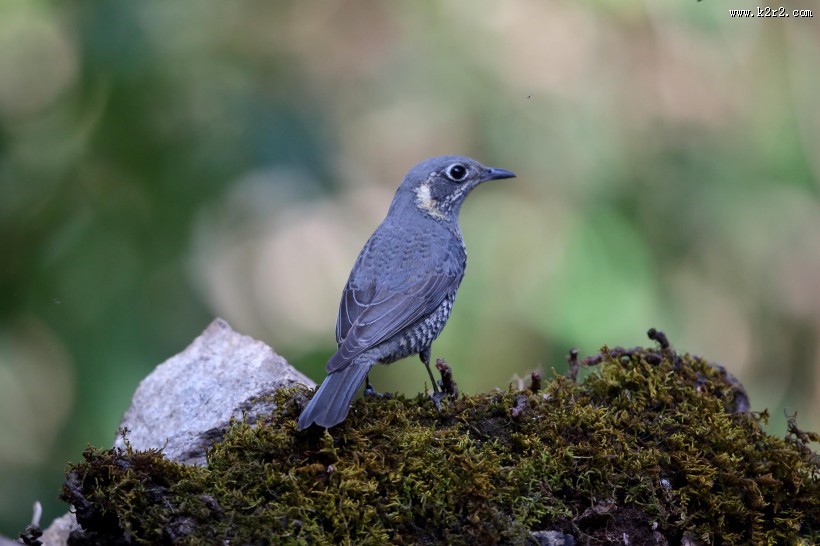 栗腹矶鸫雌鸟图片大全