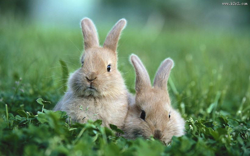可爱小兔图片