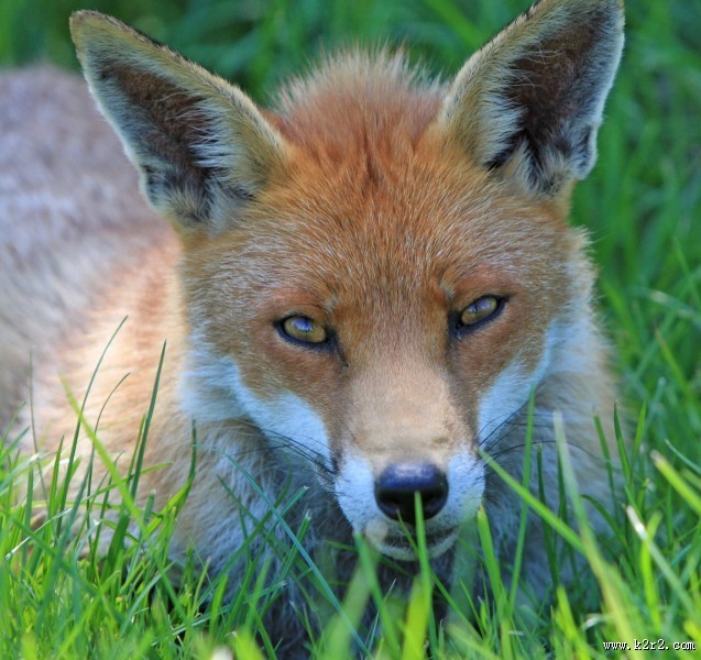 狡猾的赤狐图片