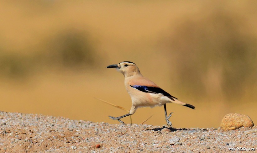 浅褐色的黑尾地鸦图片