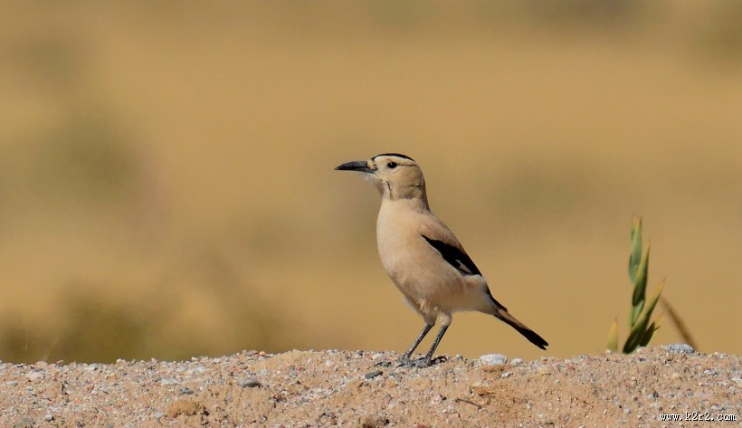 浅褐色的黑尾地鸦图片