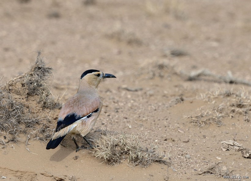 浅褐色的黑尾地鸦图片