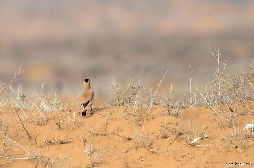 浅褐色的黑尾地鸦图片