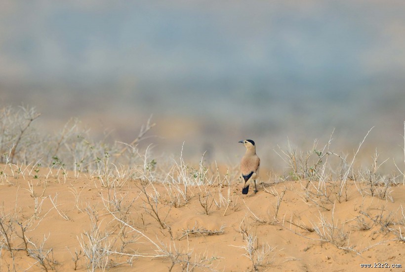 浅褐色的黑尾地鸦图片