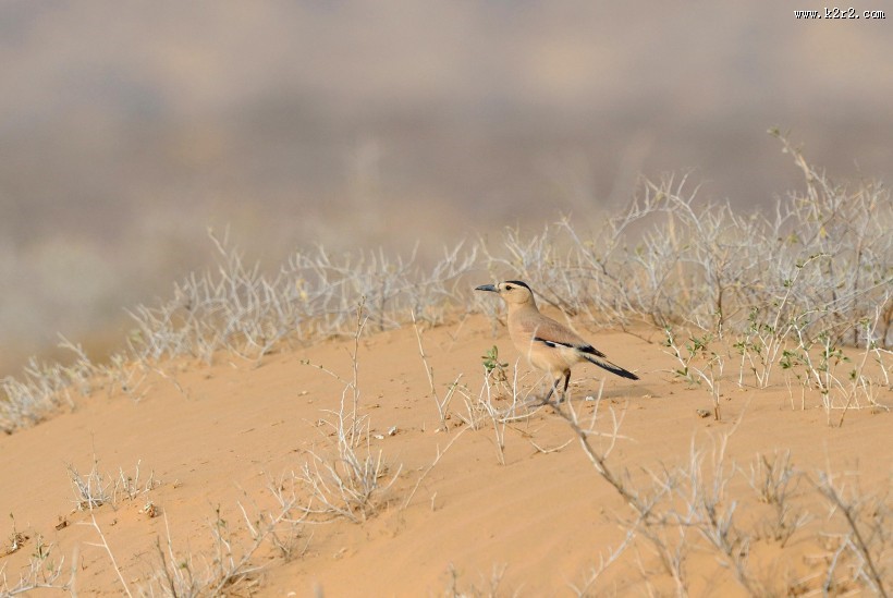 浅褐色的黑尾地鸦图片