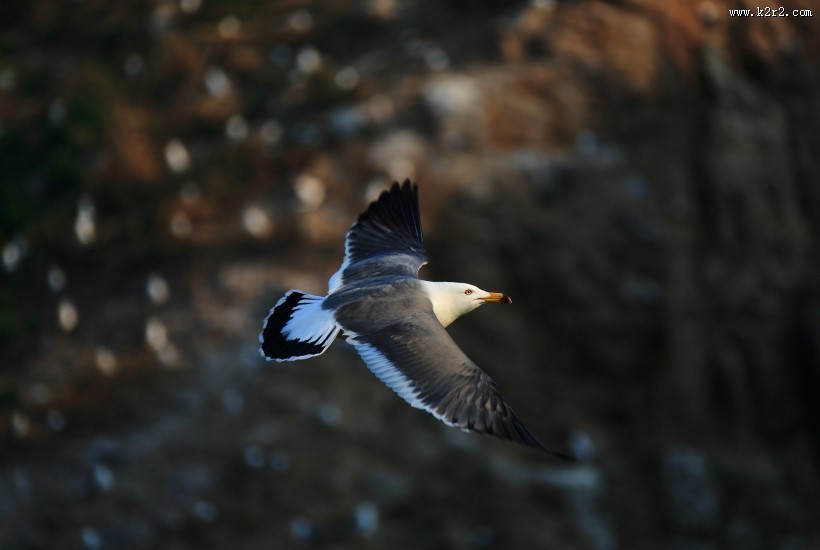 中型水禽之黑尾鸥图片