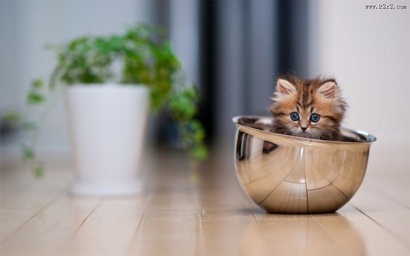 可爱的苏格兰折耳猫图片