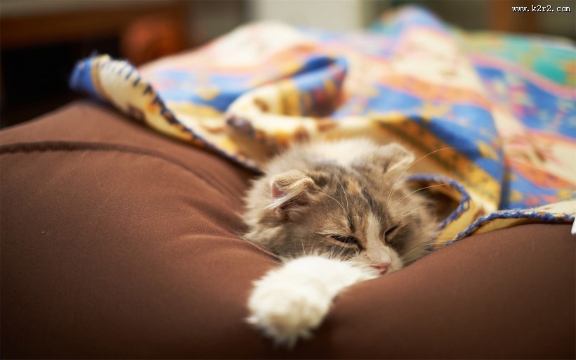 懒睡的可爱小猫图片大全 可爱橘猫图片