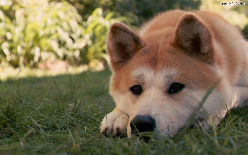 暖萌的秋田犬图片大全
