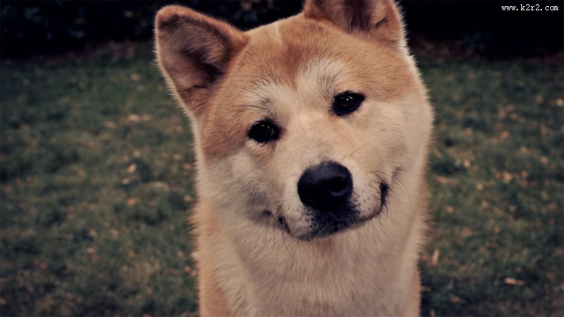 暖萌的秋田犬图片大全