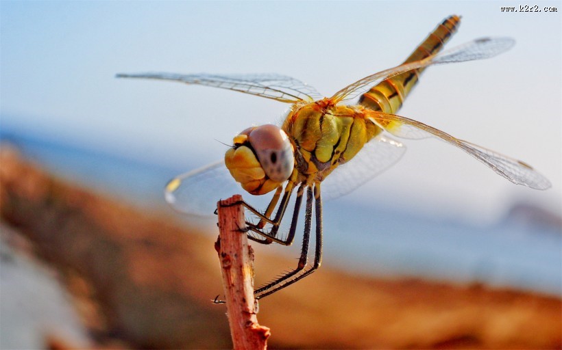 唯美的蜻蜓图片大全