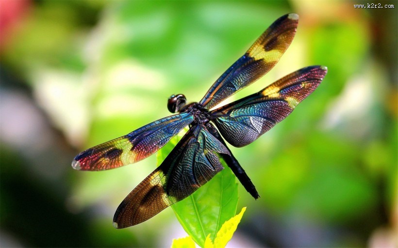 唯美的蜻蜓图片大全