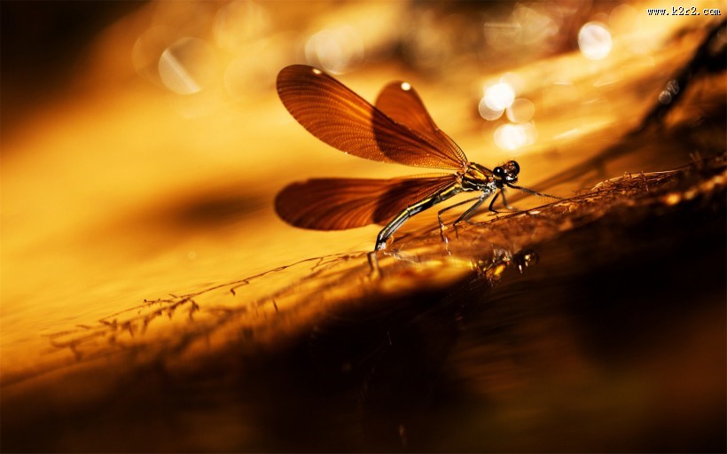 唯美的蜻蜓图片大全