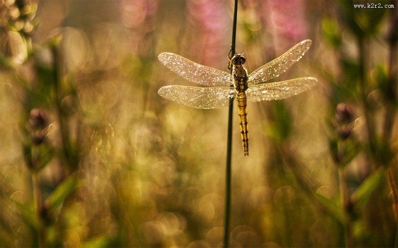 唯美的蜻蜓图片大全