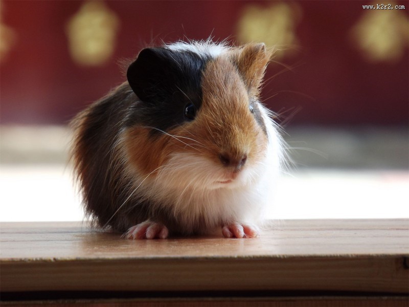 动物小豚鼠荷兰鼠图片