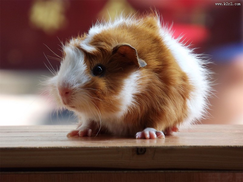 动物小豚鼠荷兰鼠图片