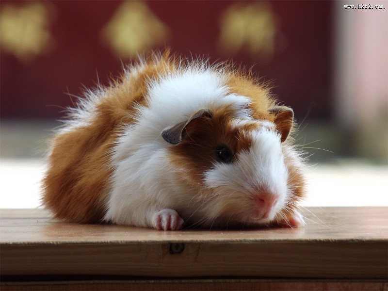 动物小豚鼠荷兰鼠图片