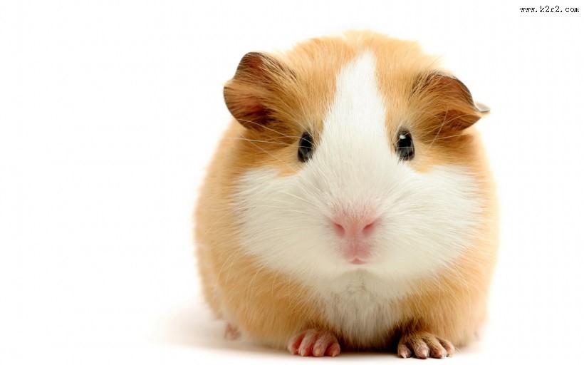 动物小豚鼠荷兰鼠图片