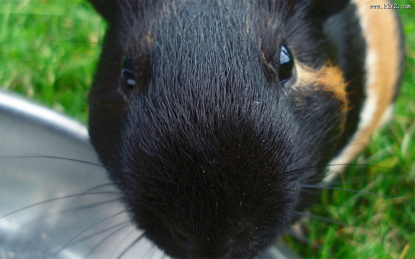 动物小豚鼠荷兰鼠图片