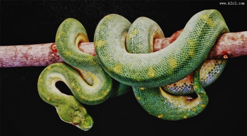爬行动物蛇的图片