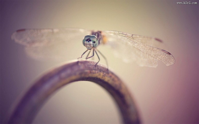 美丽的蜻蜓图片