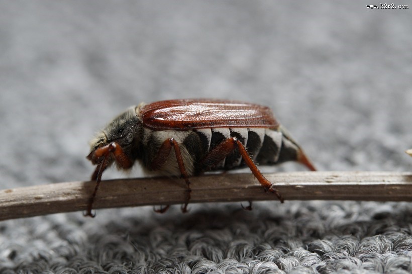 害虫之棕色鳃金龟图片