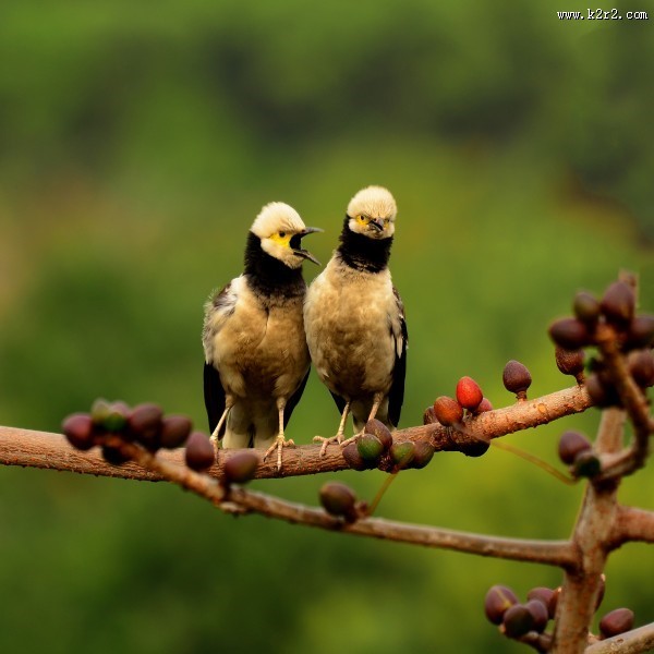 黑领椋鸟图片