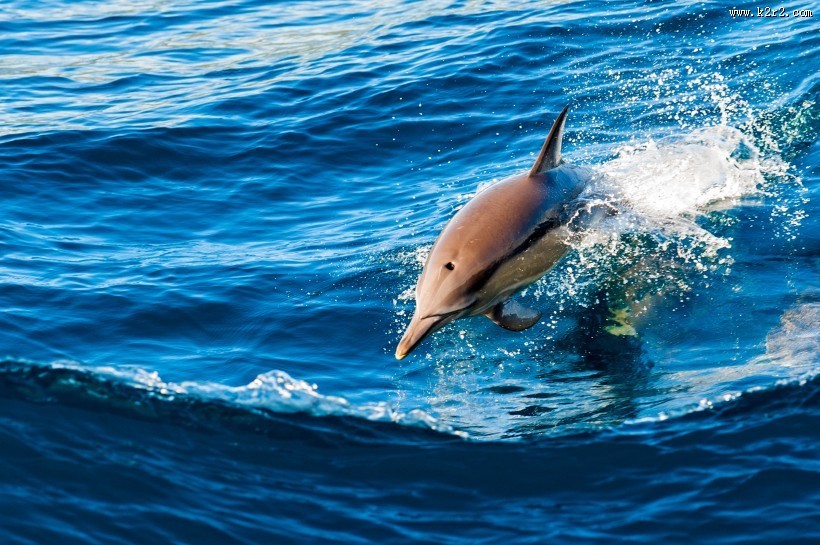 大海中海豚图片
