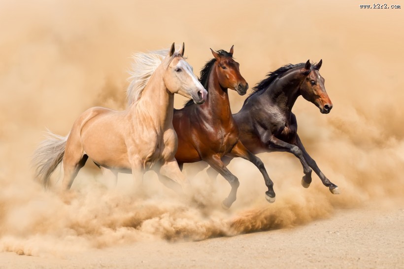 奔跑的骏马图片大全