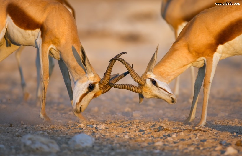 两只鹿打架图片