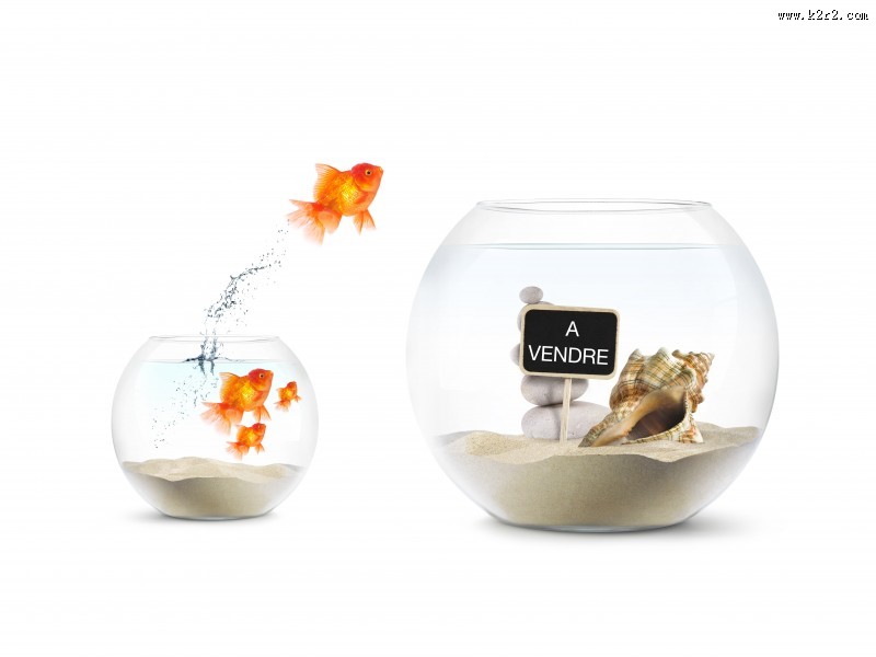 鱼缸中的金鱼图片大全