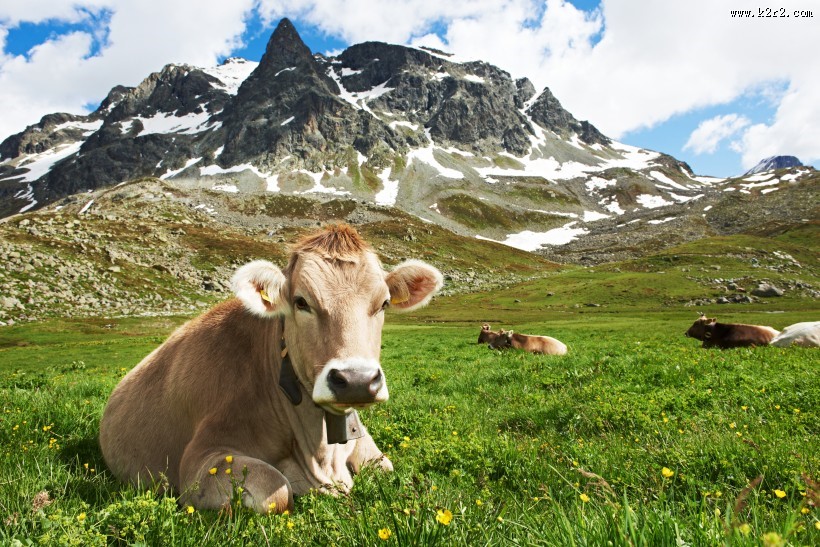 牧场上奶牛图片