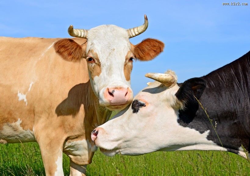 牧场上奶牛图片