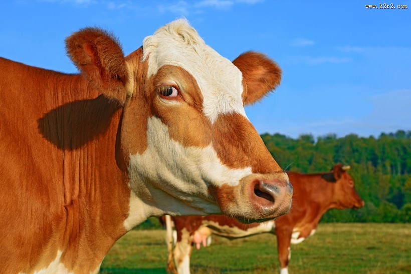 牧场上奶牛图片