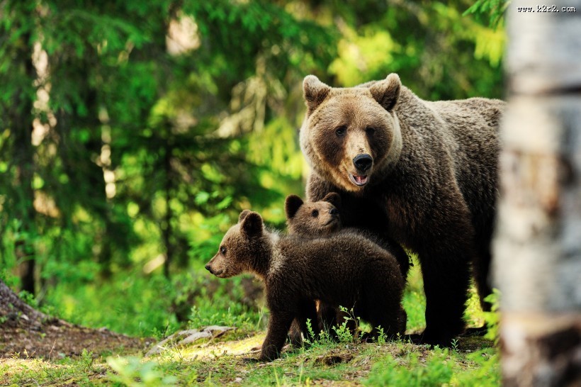 森林中的棕熊图片