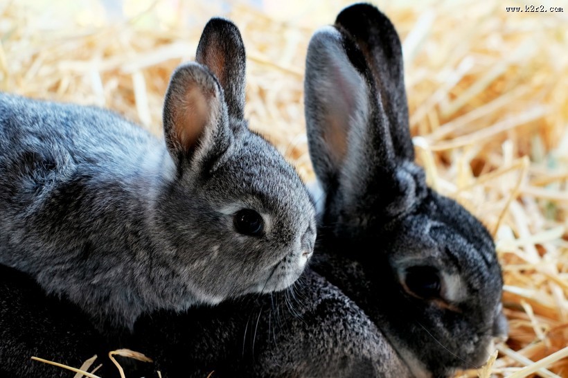 可爱超萌兔子图片