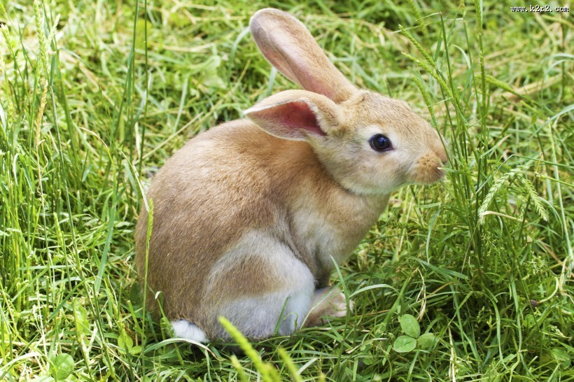 可爱超萌兔子图片