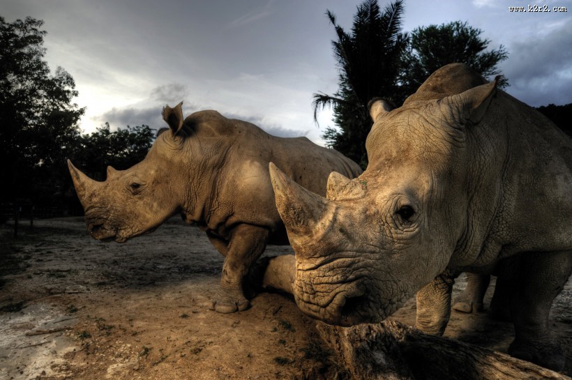 犀牛图片